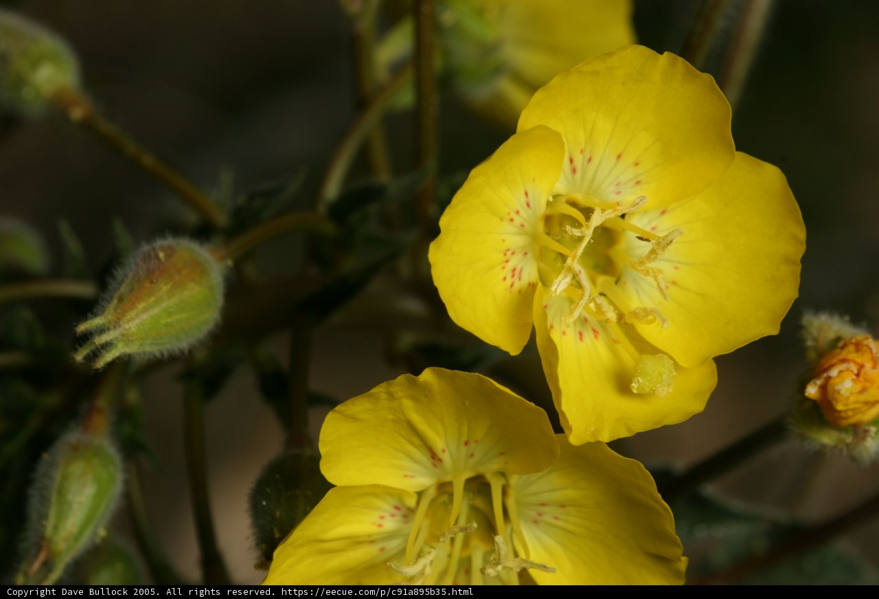 Desert Blooms