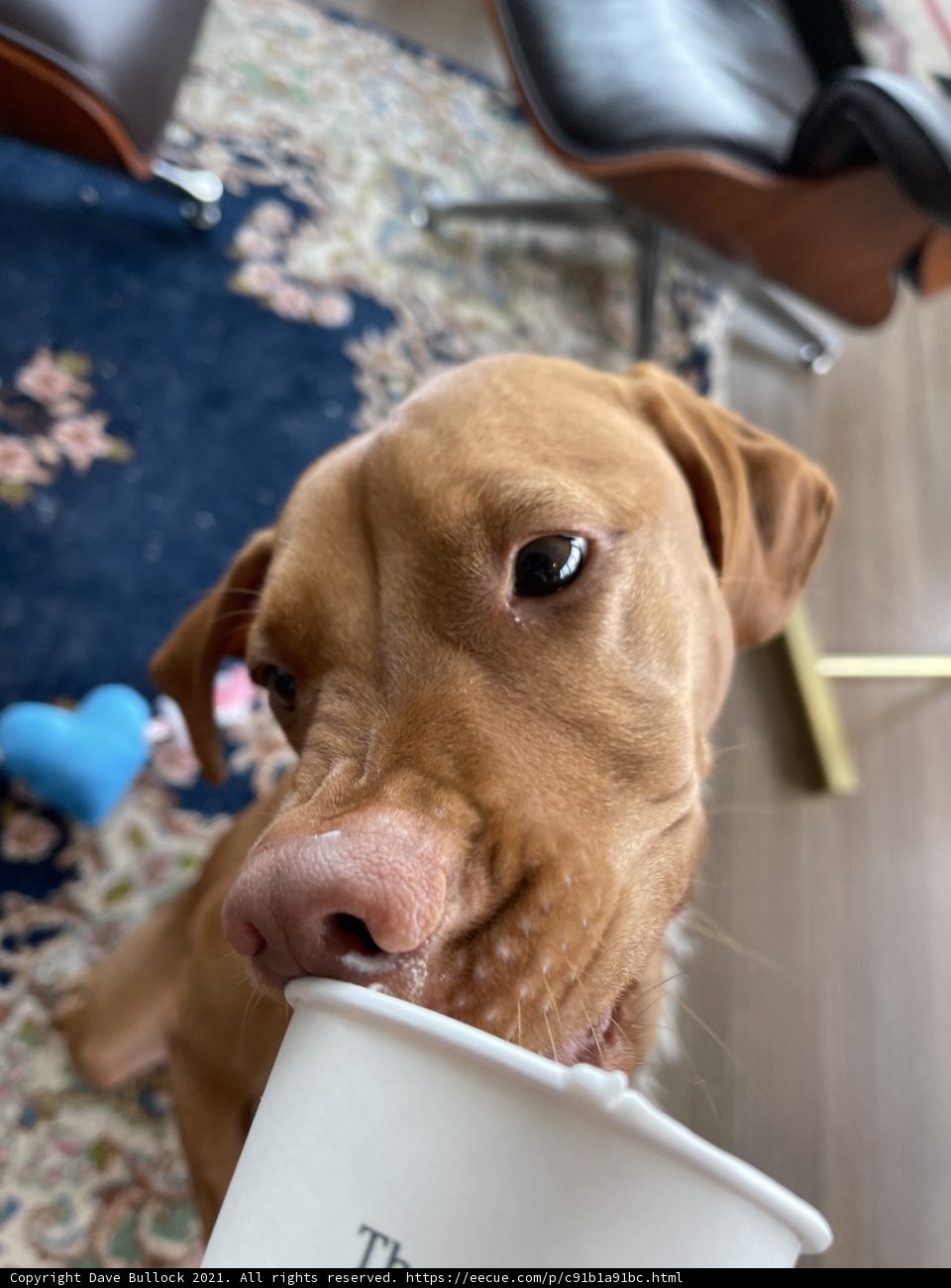 Canine Coffee Break