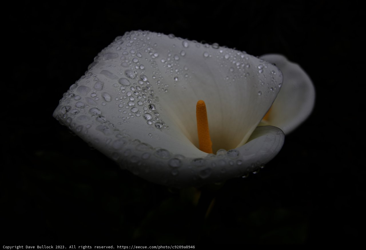 Serene Lily in the Japanese Tea Garden