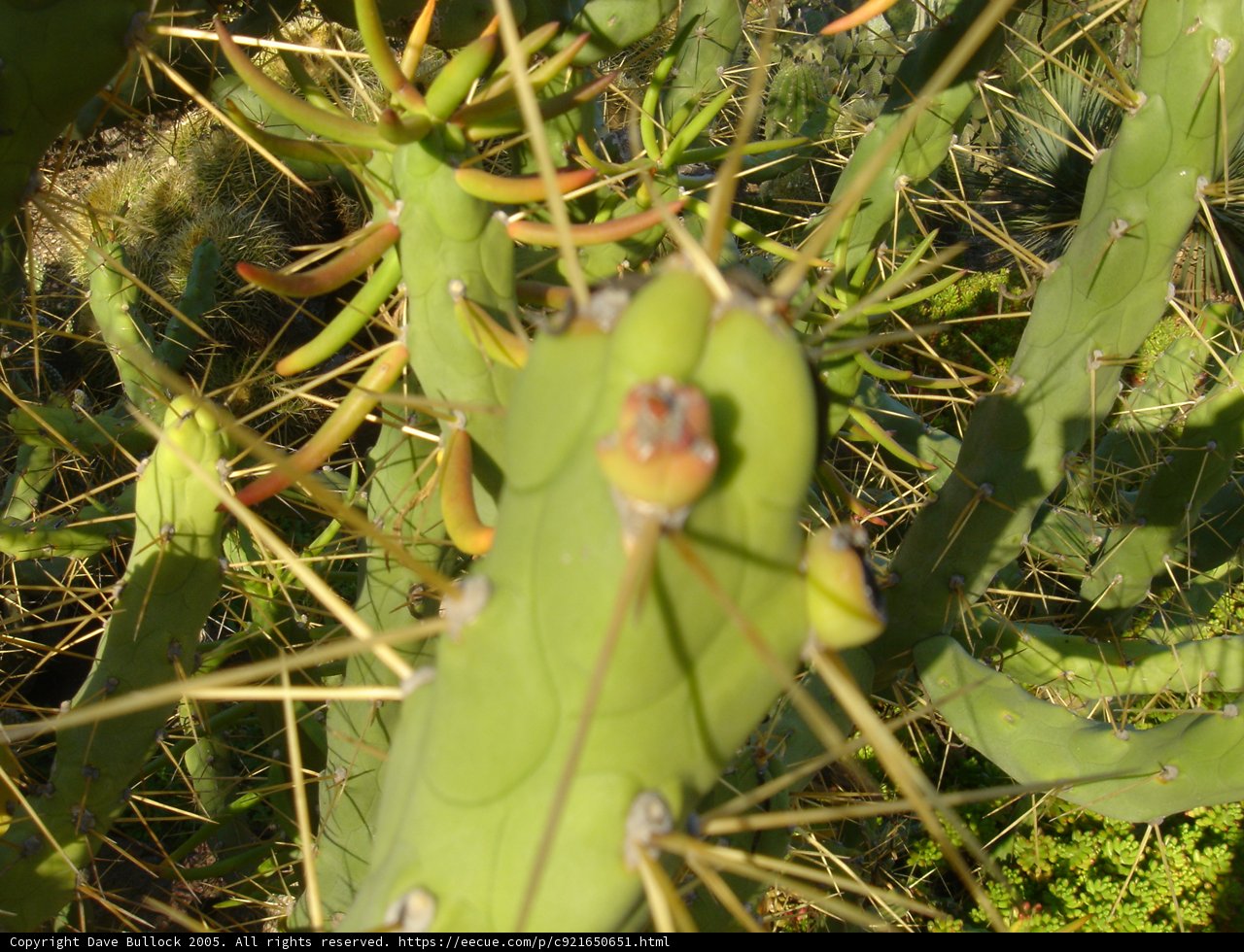 Lush Green Cactus Plant