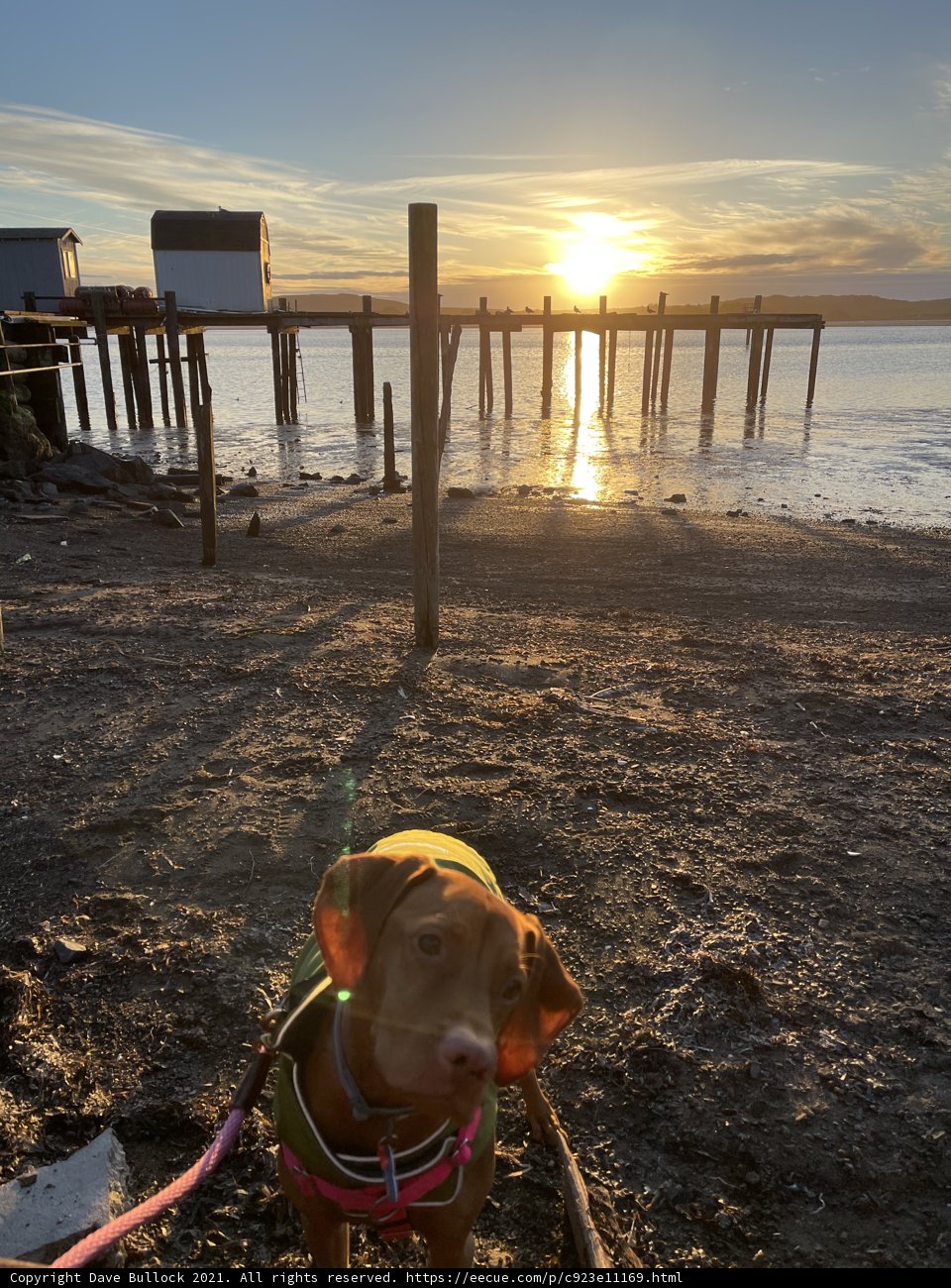 Sunset stroll with my furry friend