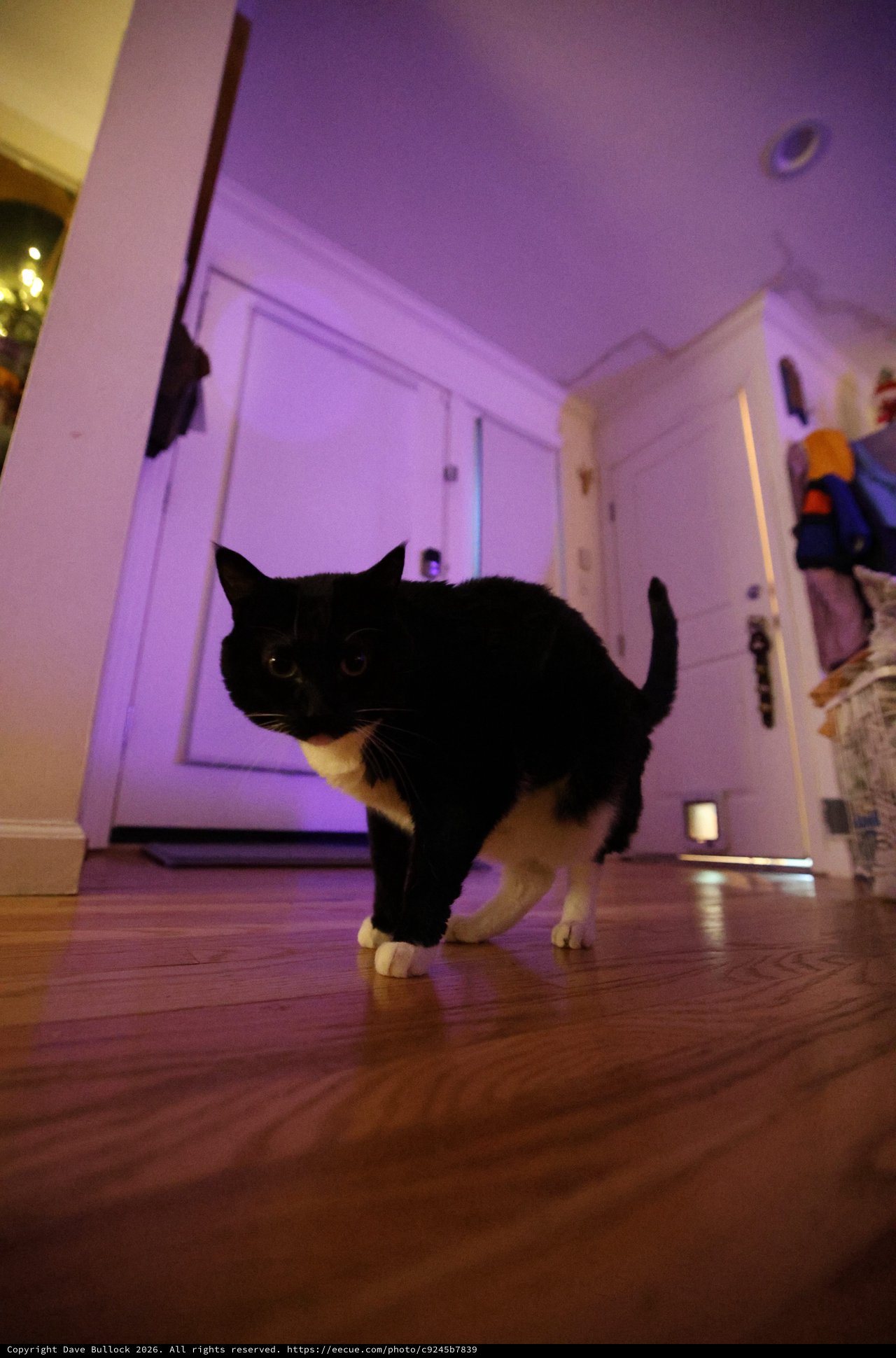 Black and White Cat Walking Through Purple-Lit Hallway