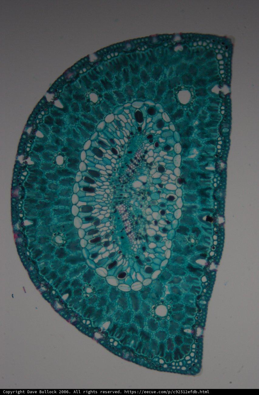 Green Tissue with Applique