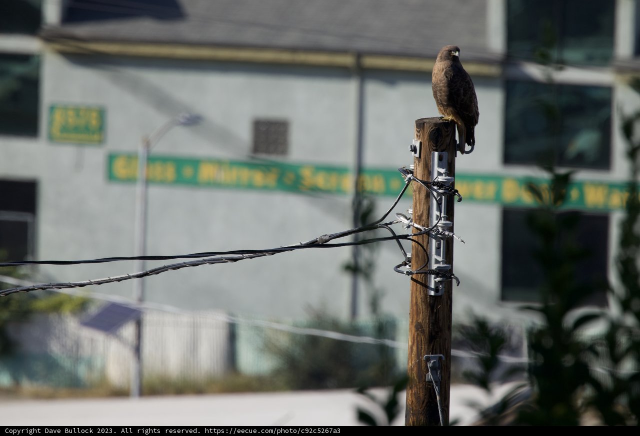 High-Wire Performer