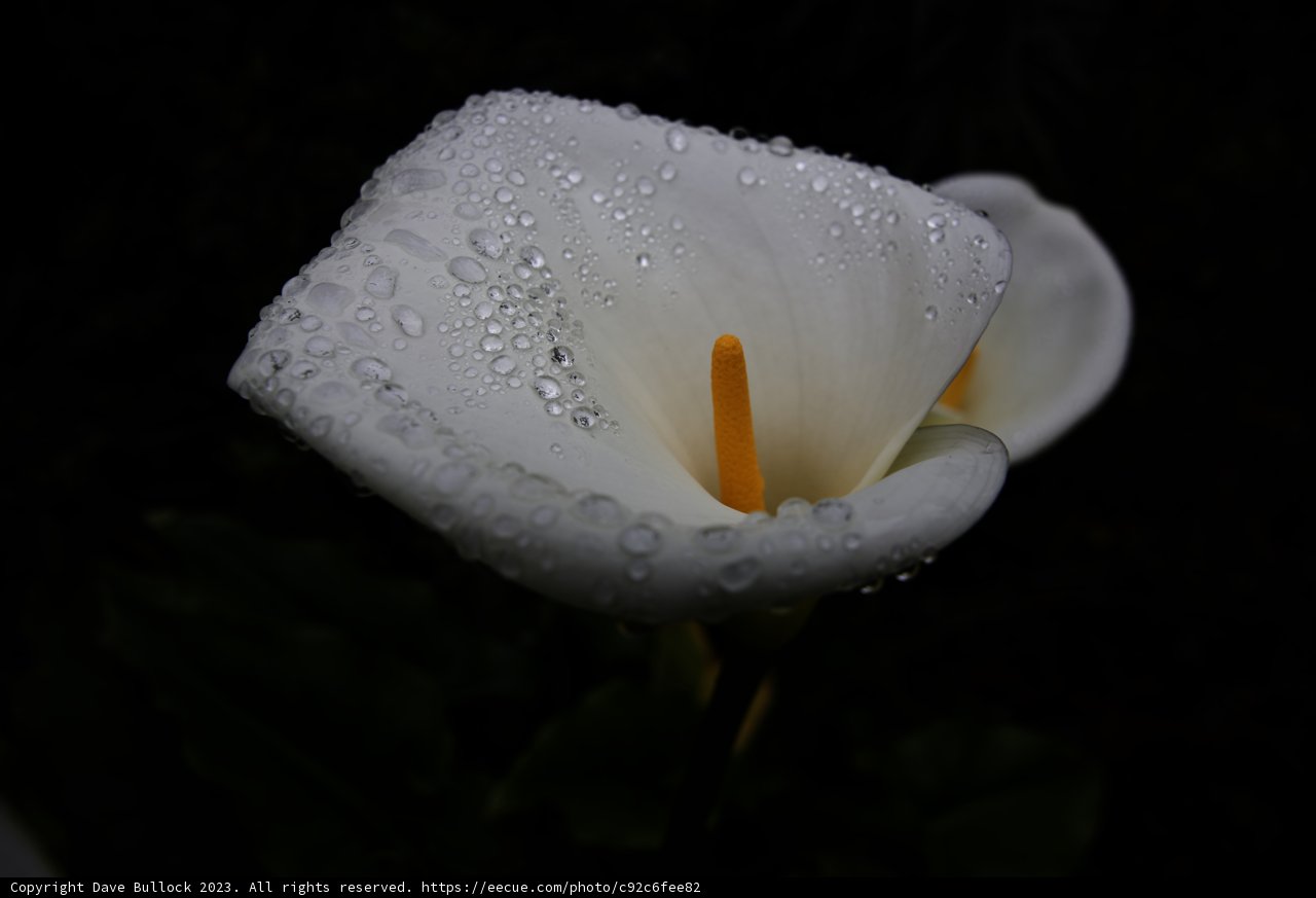 Graceful Calla Lily in San Francisco