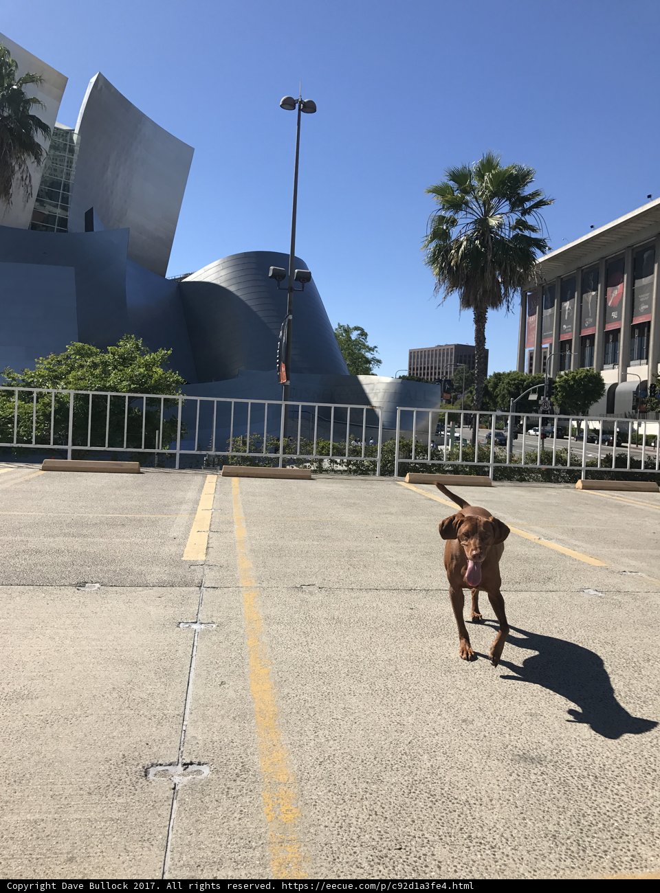 The Lone Pup in a Sea of Cars