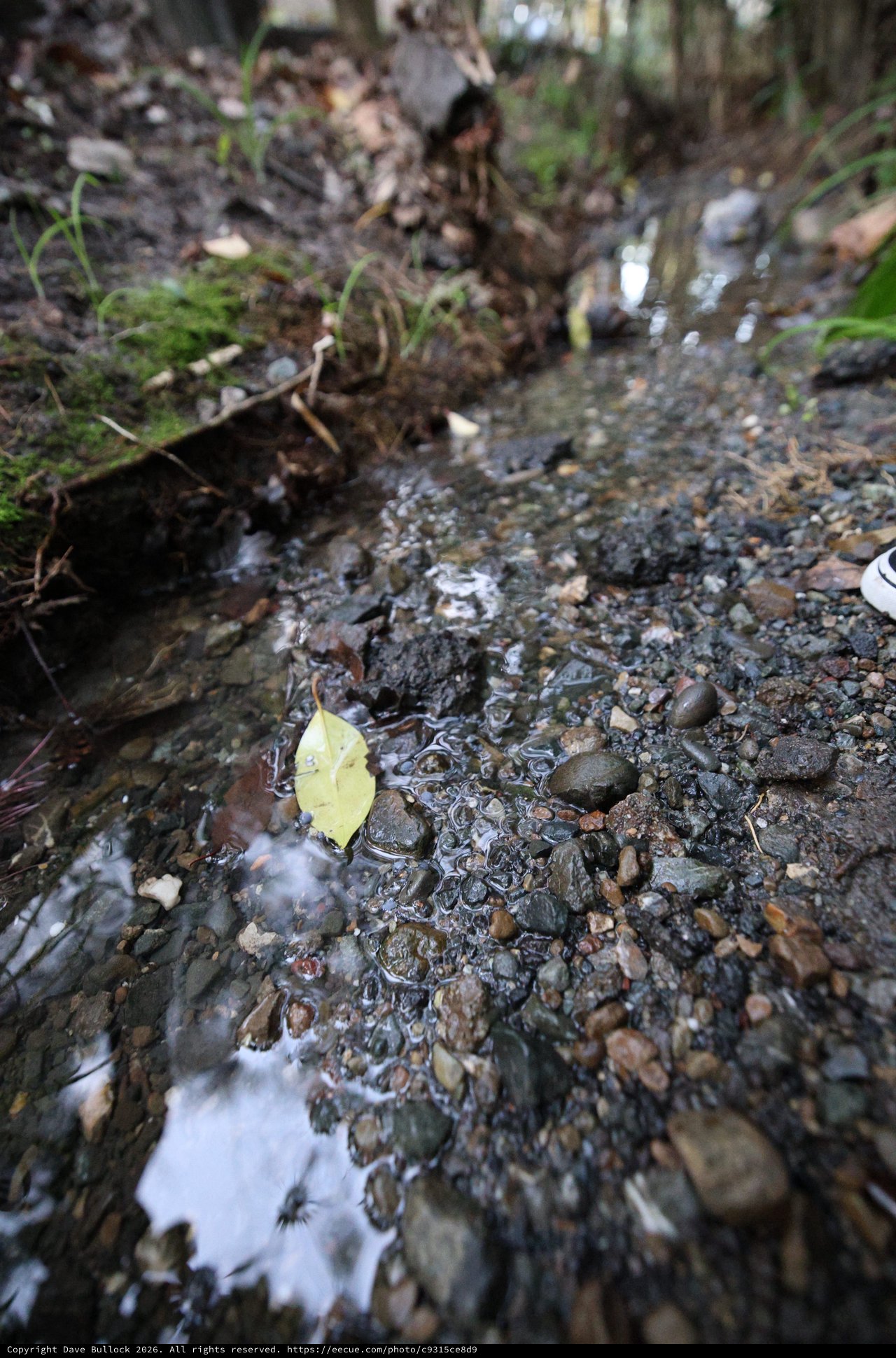 Yellow Leaf Floating in Shallow Forest Stream