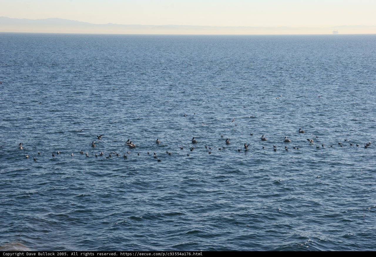 Flock of Birds over the Majestic Sea