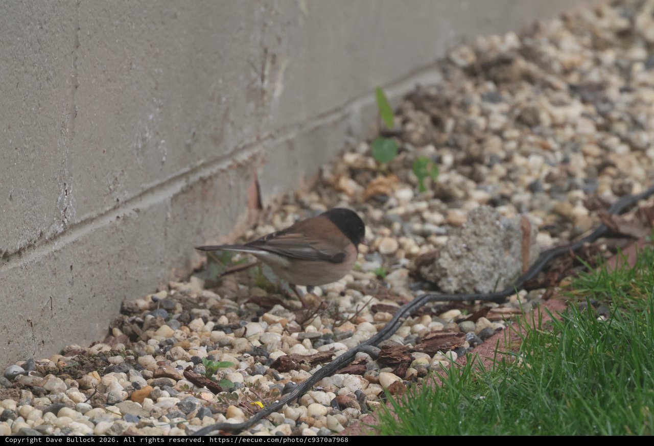 Dunnock and House Sparrows Foraging on Gravel Path