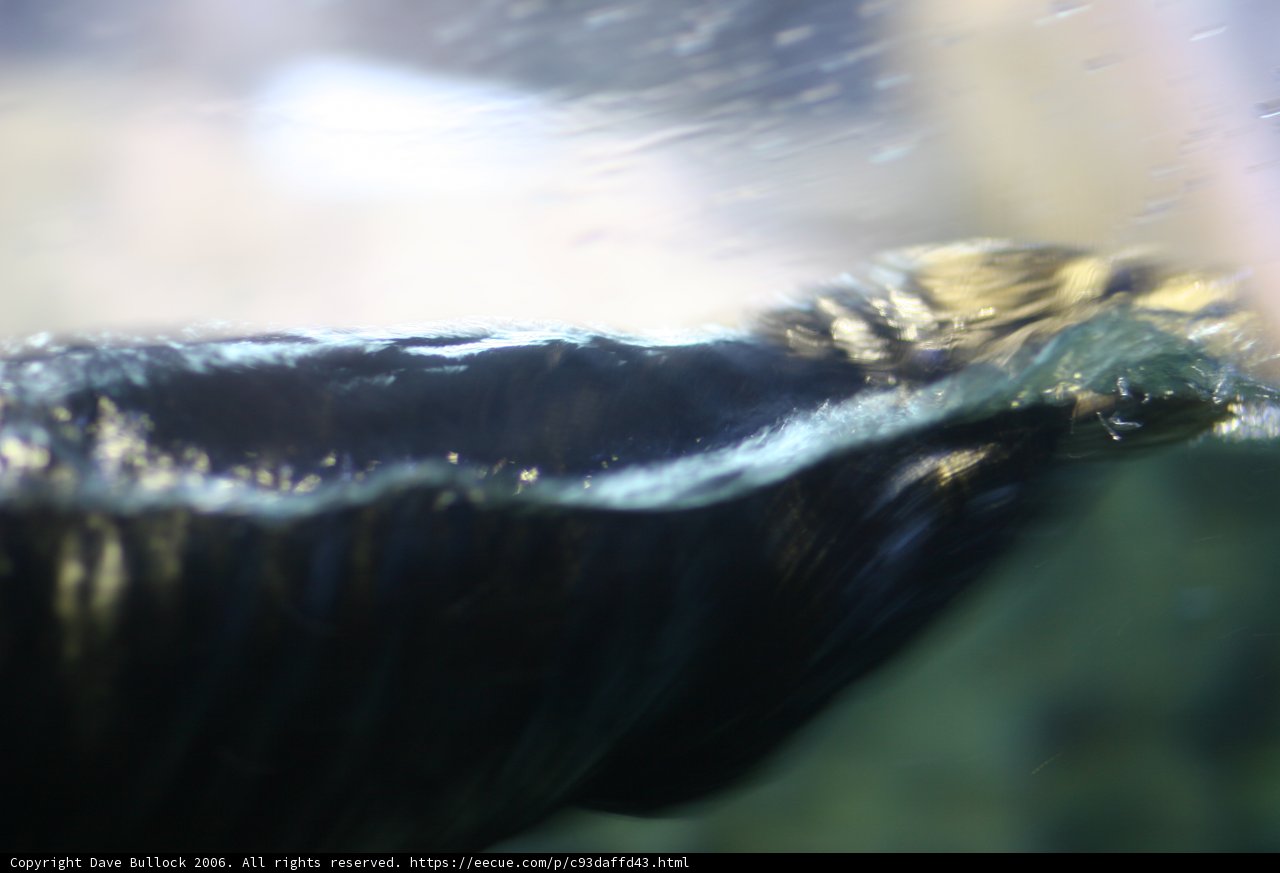 Black and White Aquatic Animal Swimming in Water