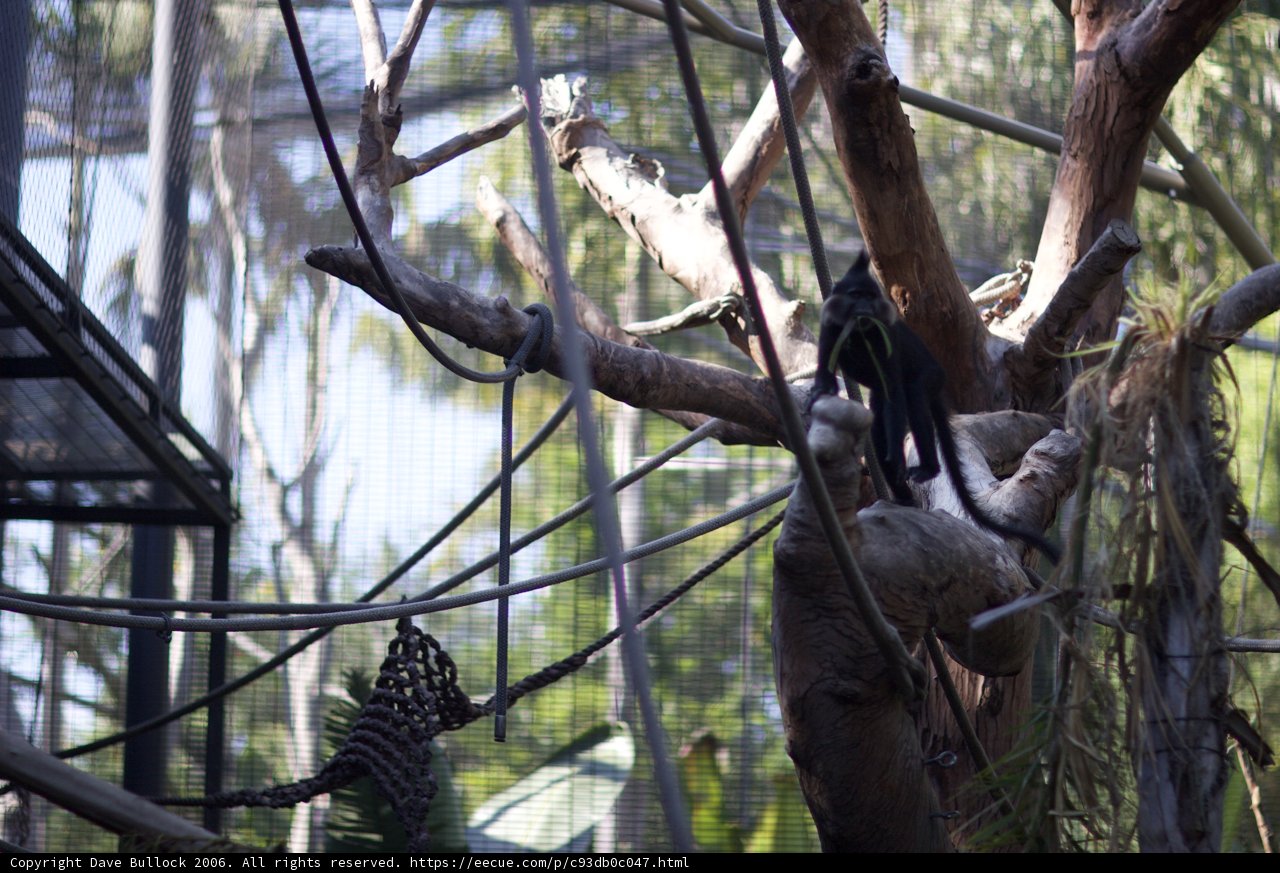 Monkey in the Tree