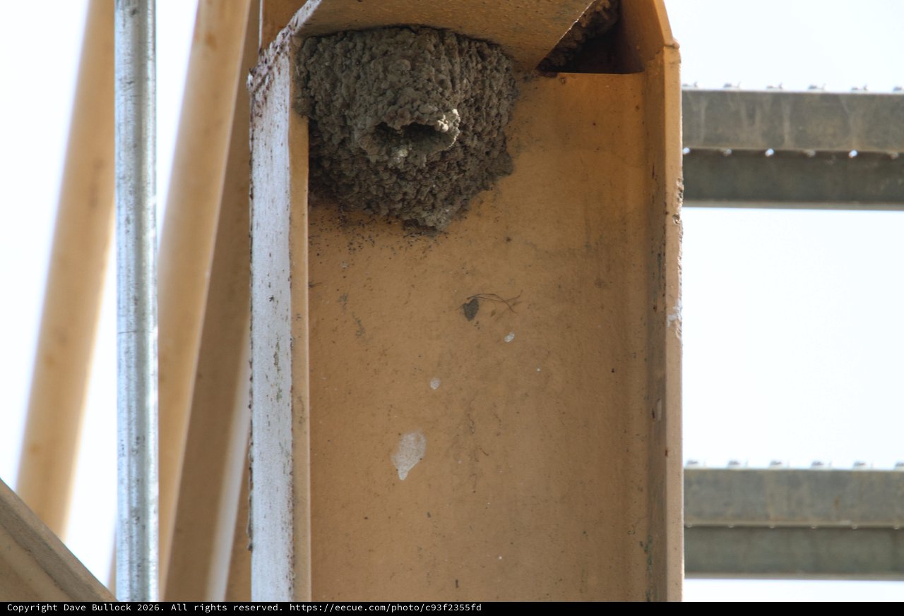 Mud Dauber Wasp Nest on Wooden Beam