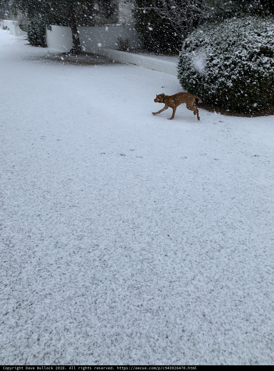 Winter Pup