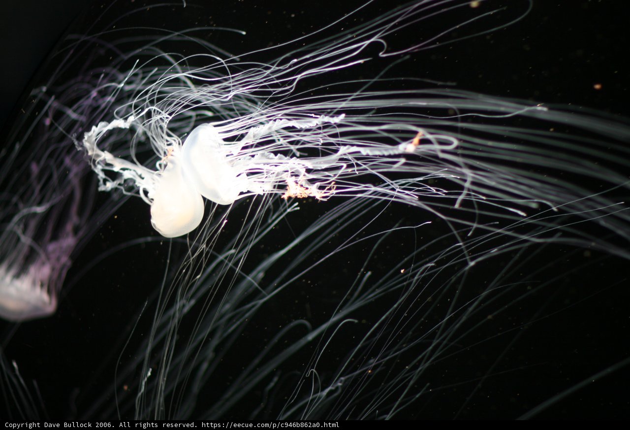 Bioluminescent Jellyfish in the Dark Waters