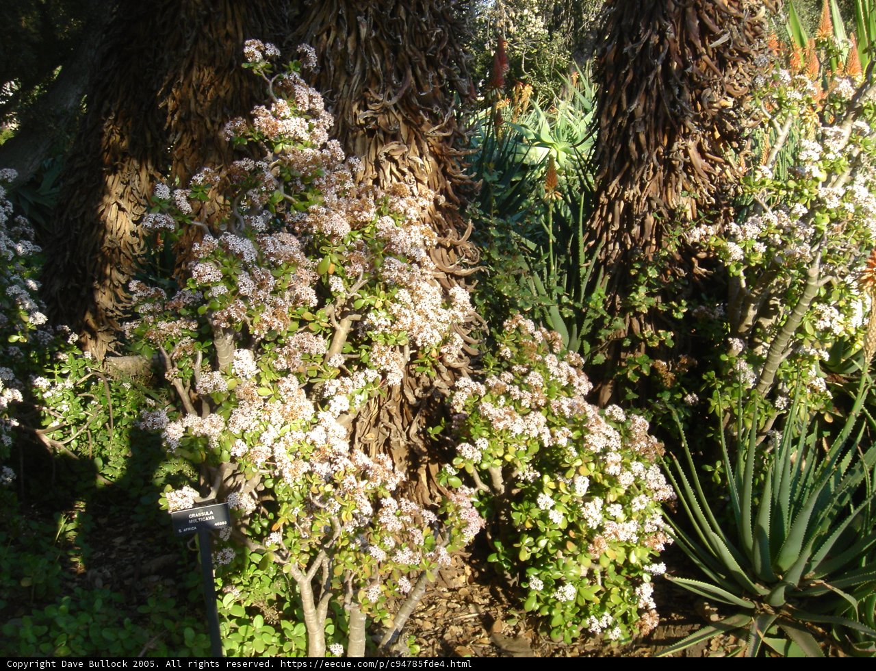 Palm Tree and Flower Bush