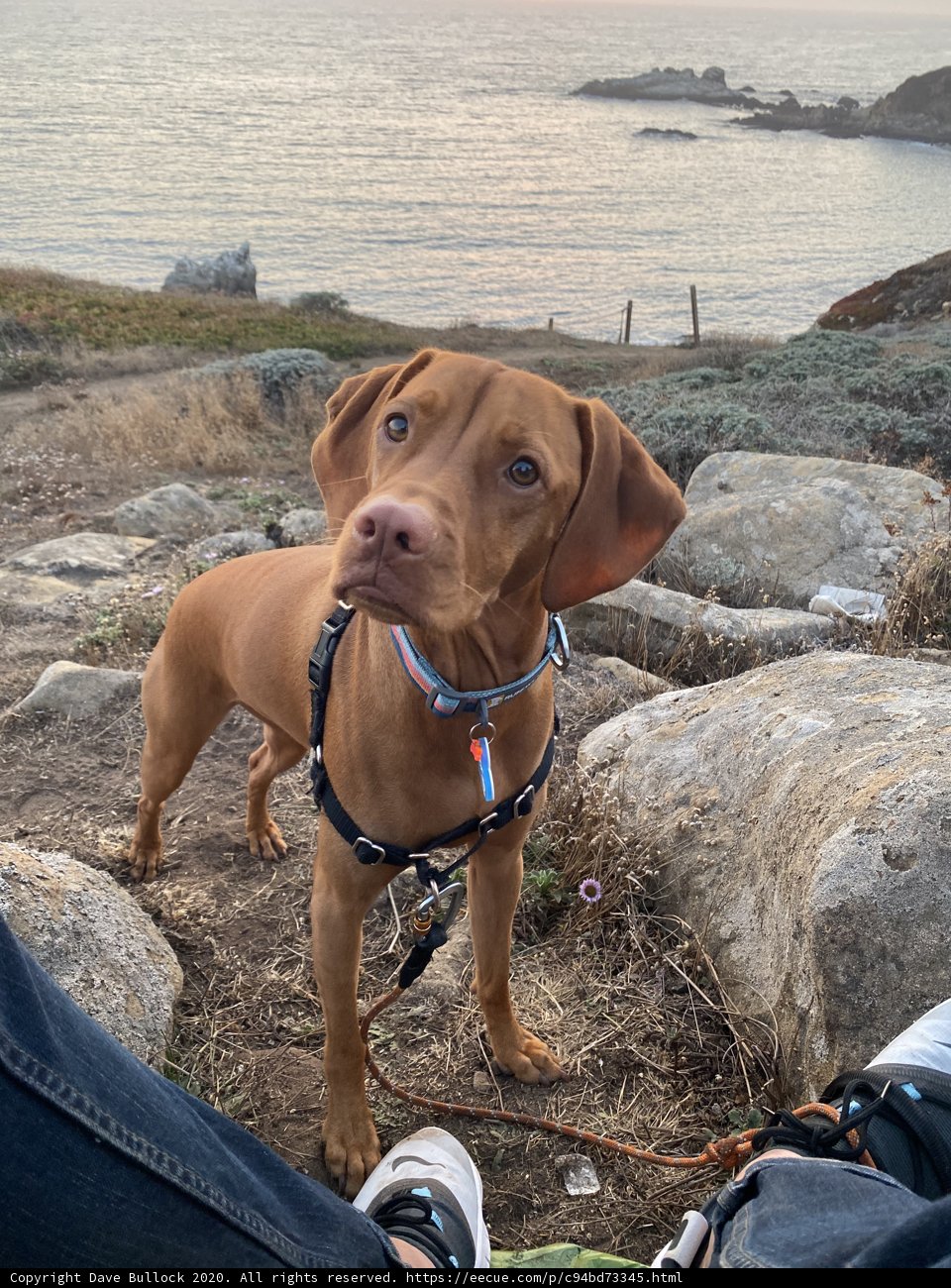Rocky Beach Companion