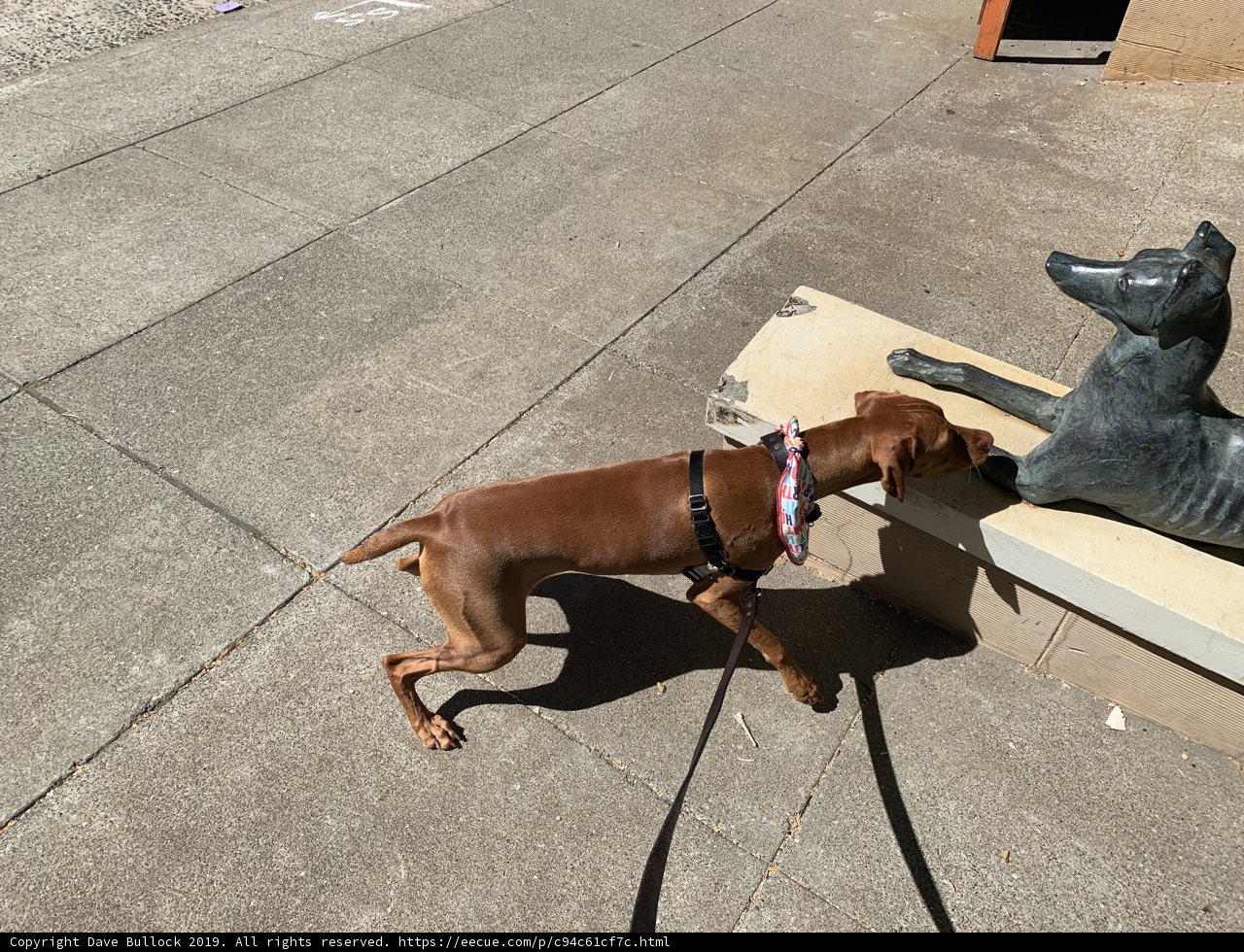 A Canine Encounter