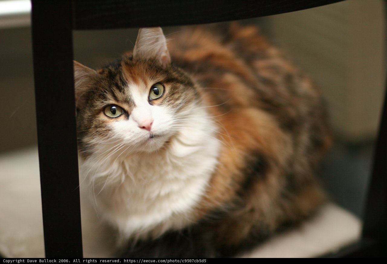 Feline Gaze