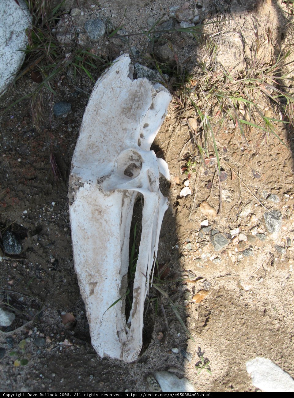 Remnants of Life