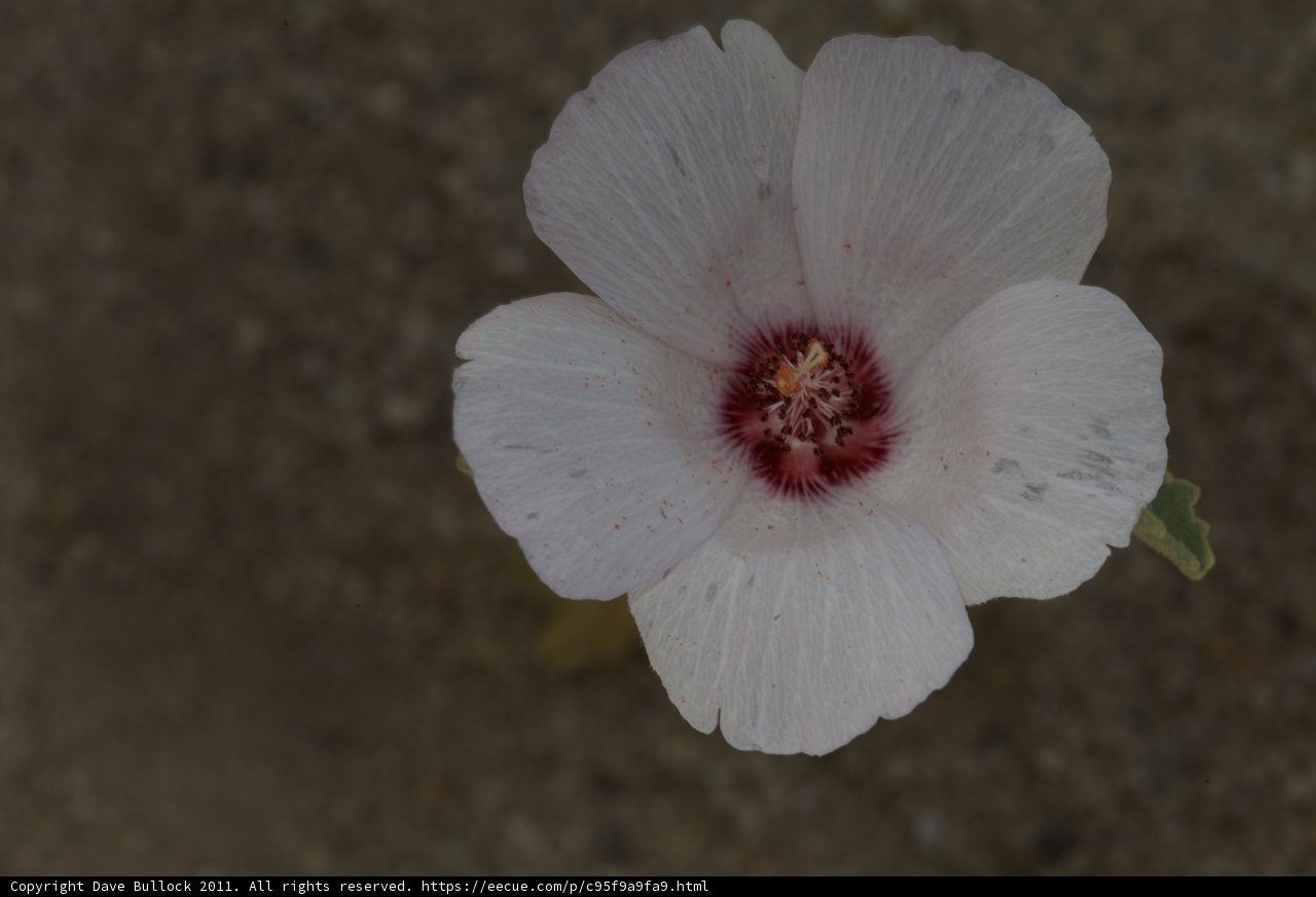 Geranium Flower in Bloom