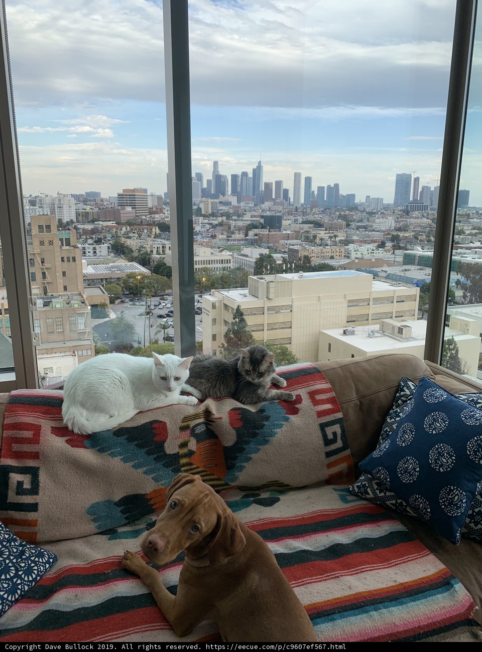 City Snuggle Buddies