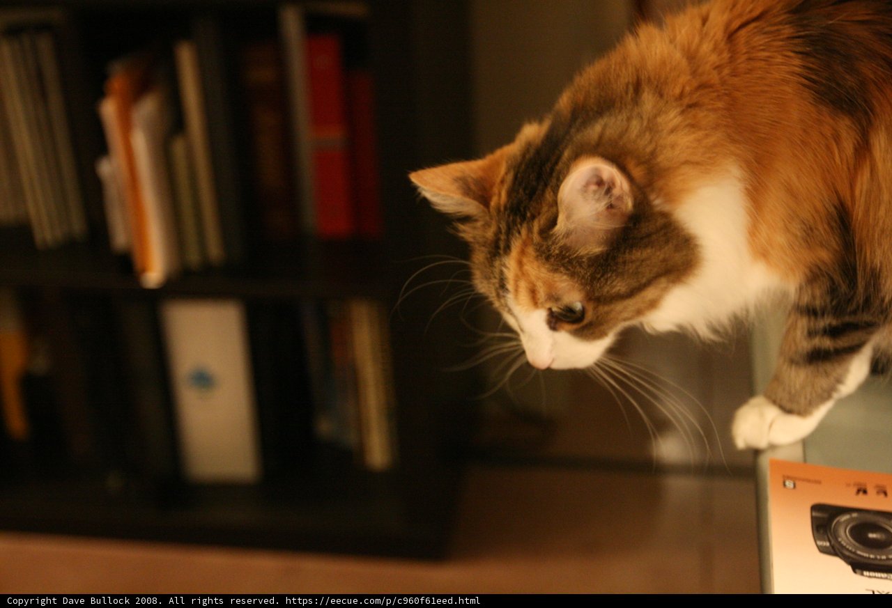 A Feline Library Helper