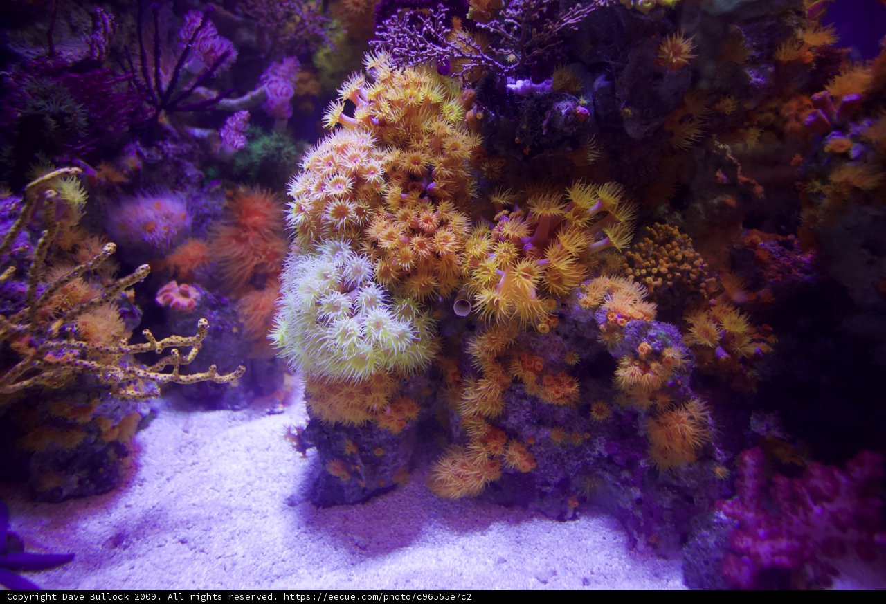 Diverse Coral Reef Ecosystem