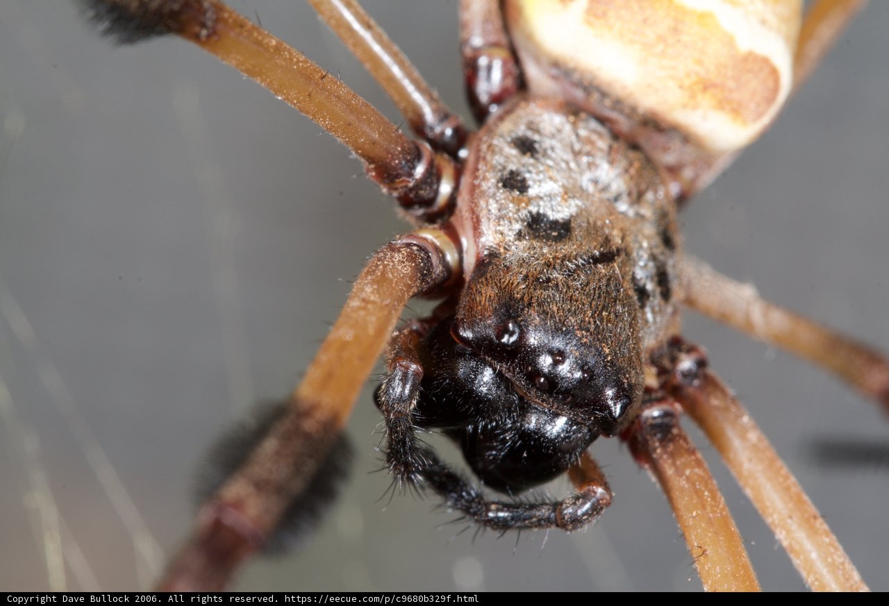 Garden Spider's Features Up Close
