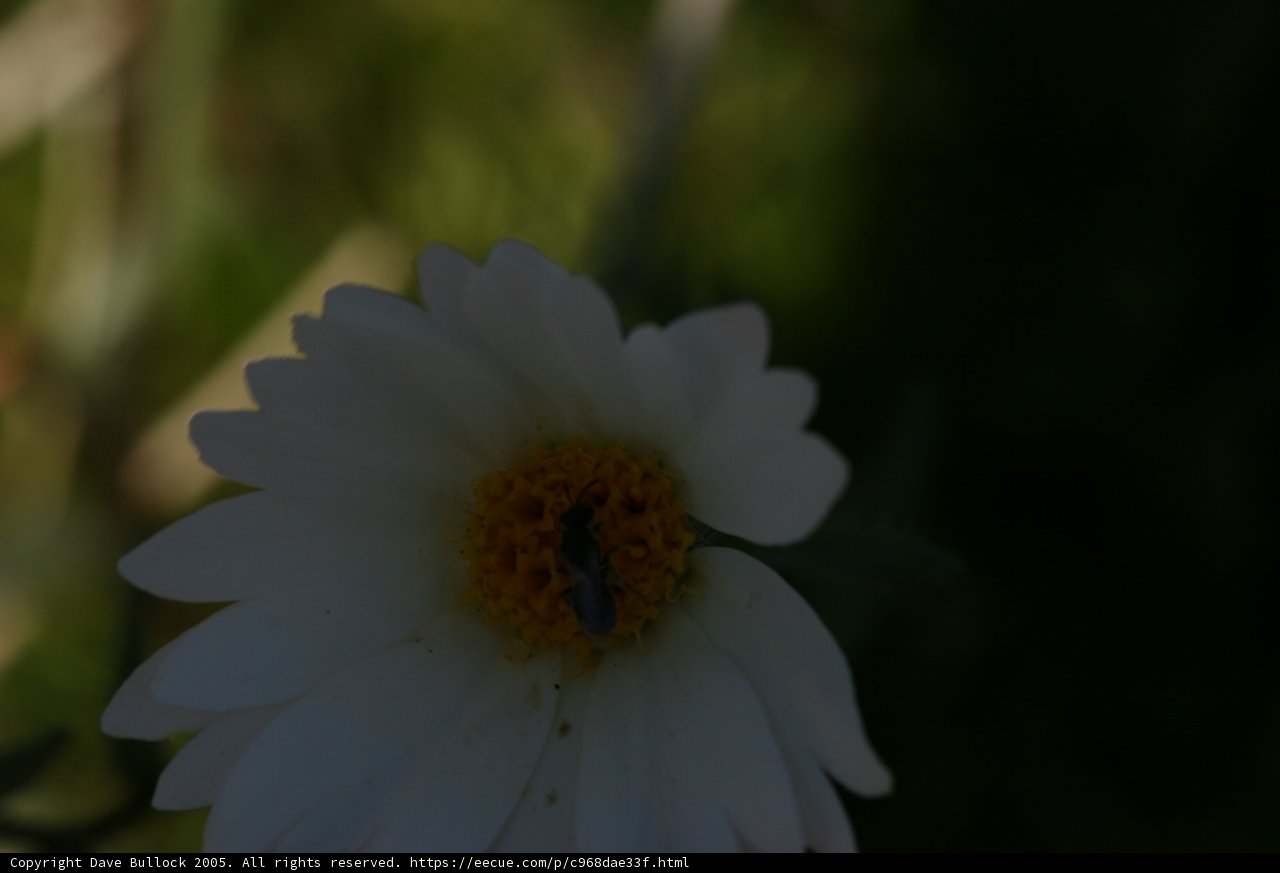 Buzzing Beauty