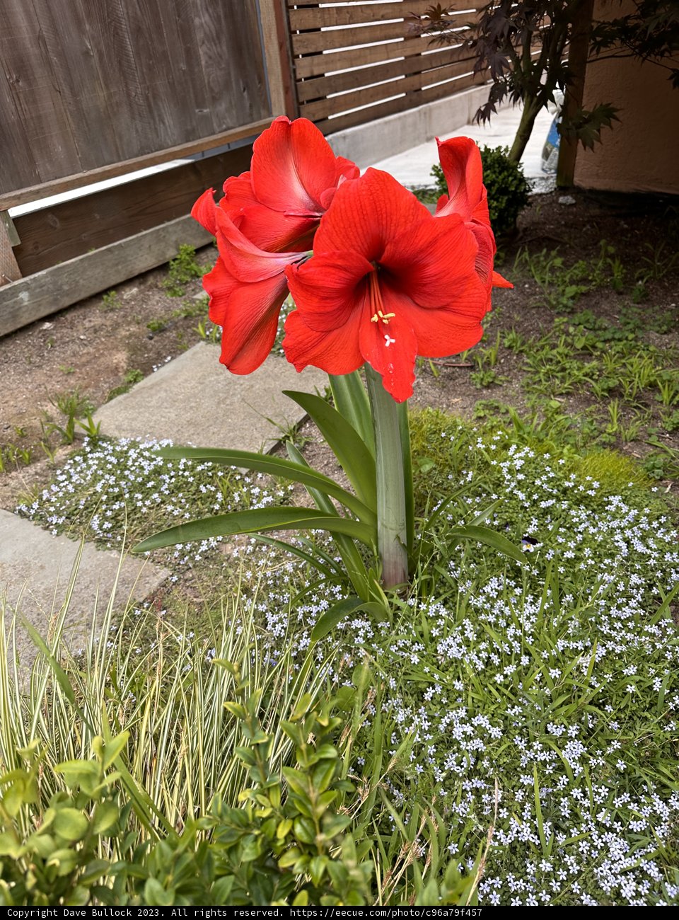 Solitary Blossom: Nature's Bold Statement