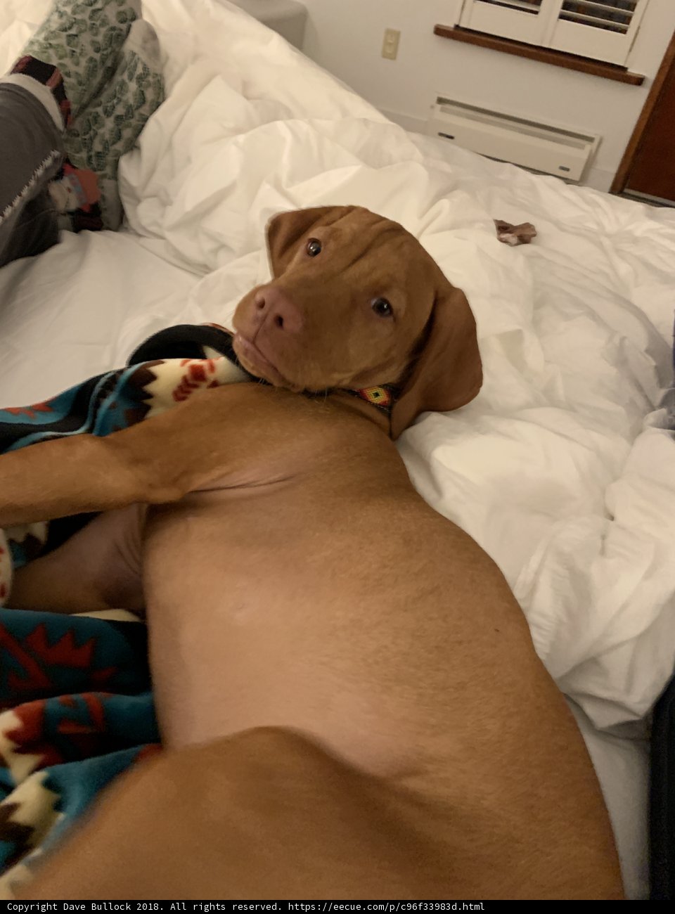 Comfy Canine on Bedding