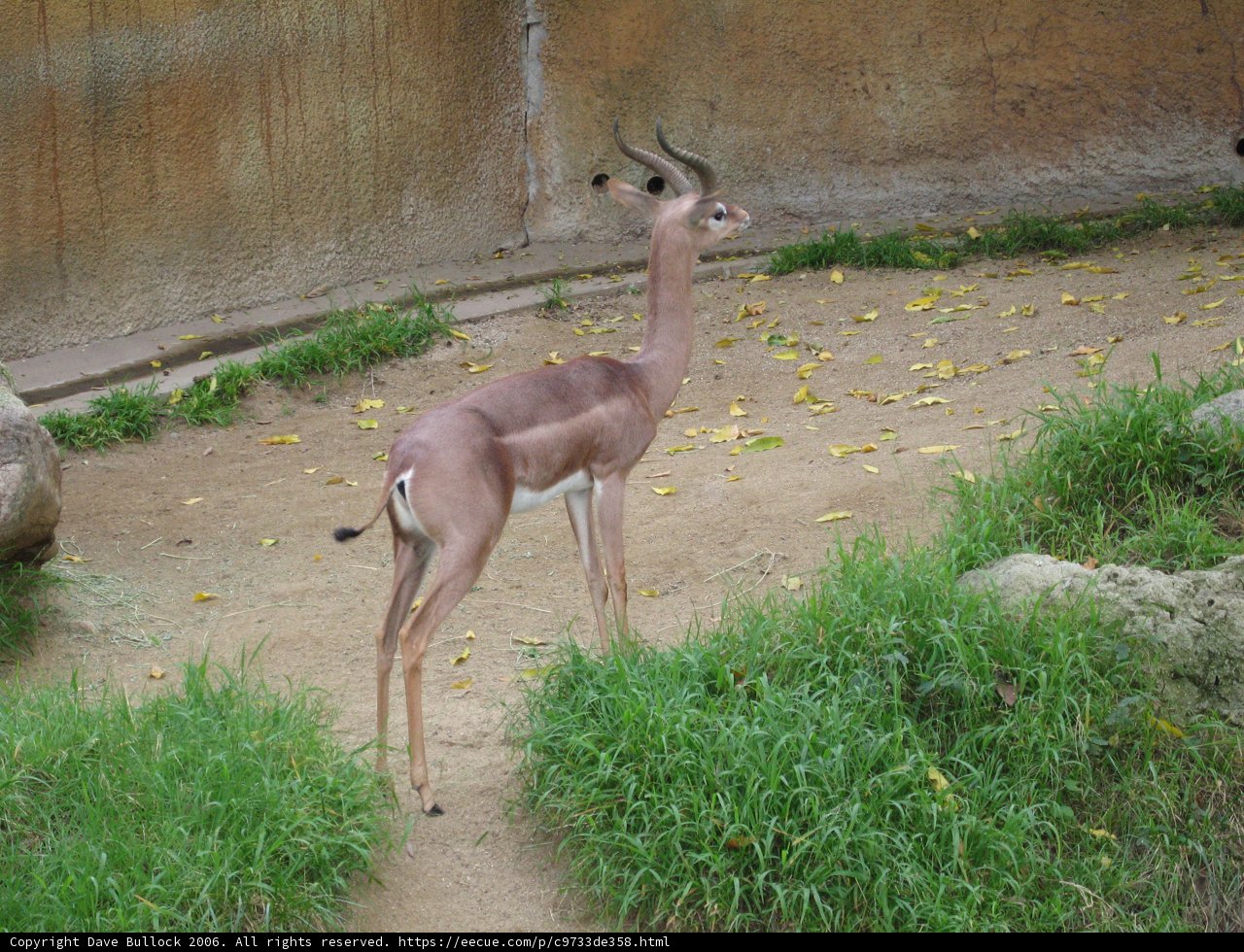 Graceful Gazelle in the Grass