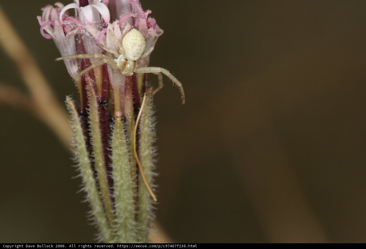 Garden Spider enjoying a Flower