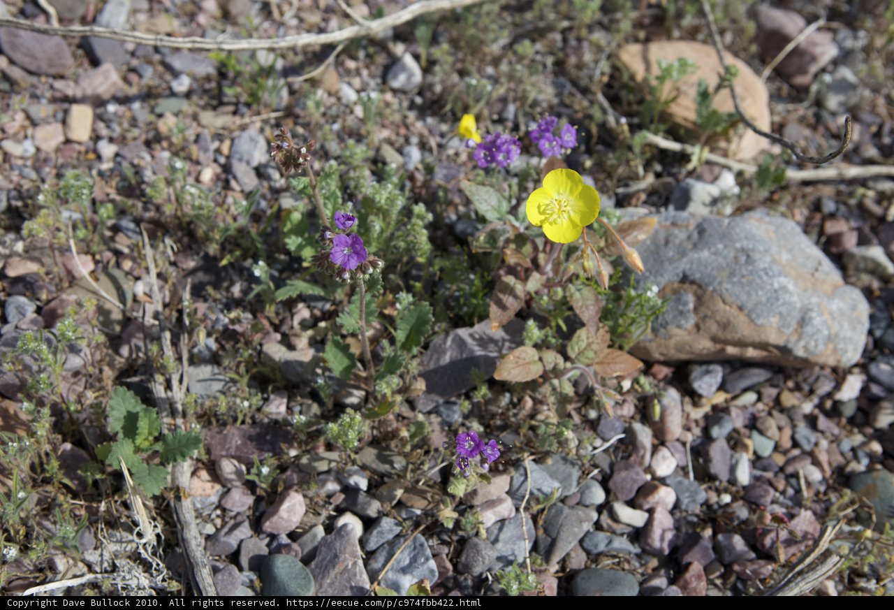 Little Flower Amongst Rubble