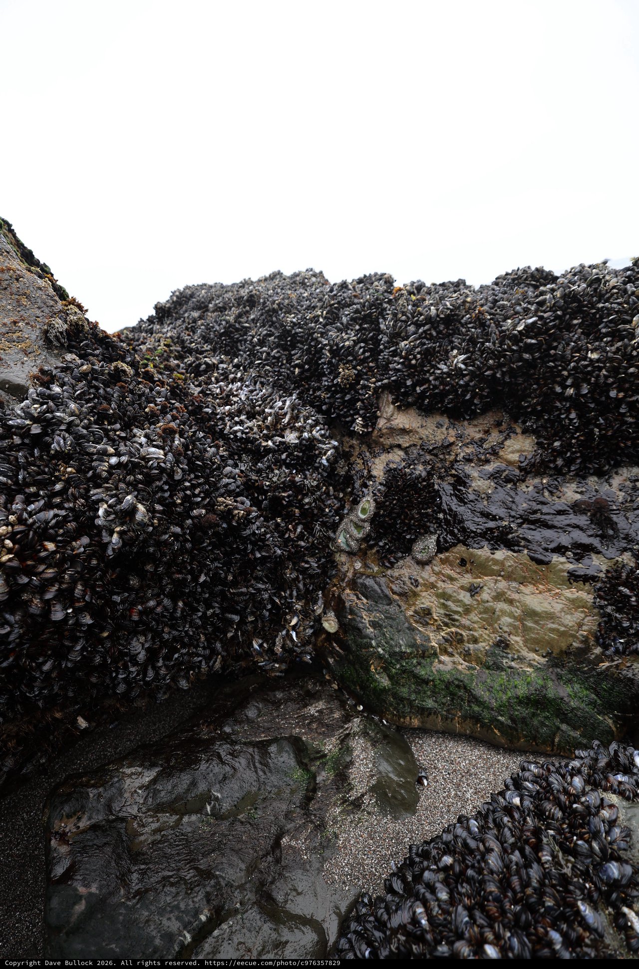 Dense Mussel Colony Blanketing Intertidal Rocky Shore