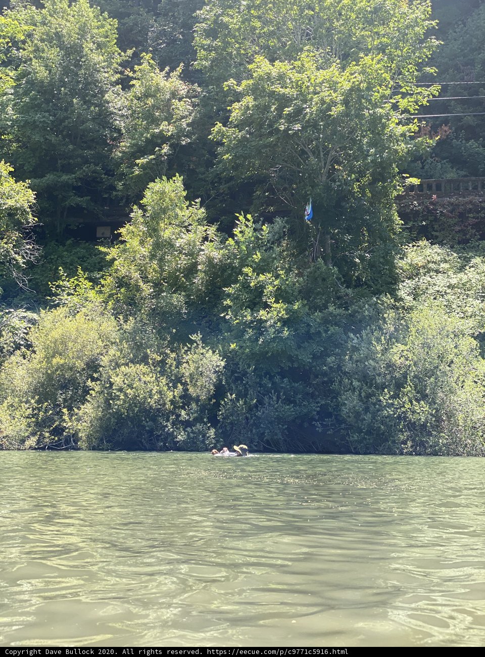 Serene Canoeing in the Forested Water Body