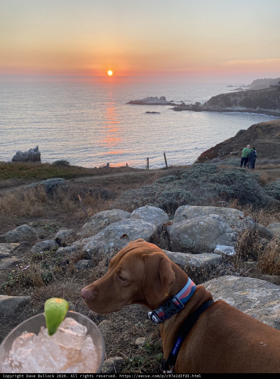 Canine on the Coast