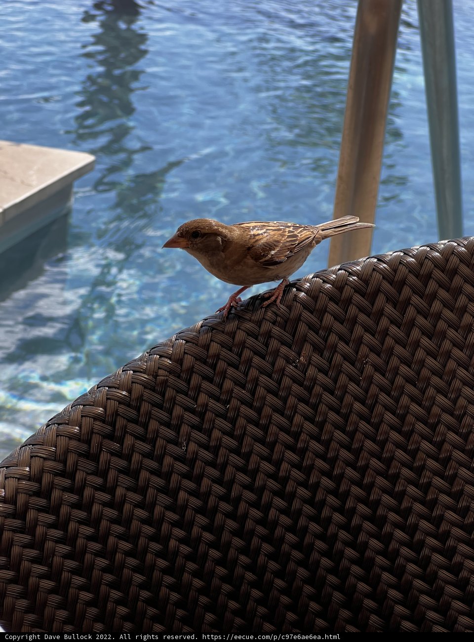 Poolside Companion