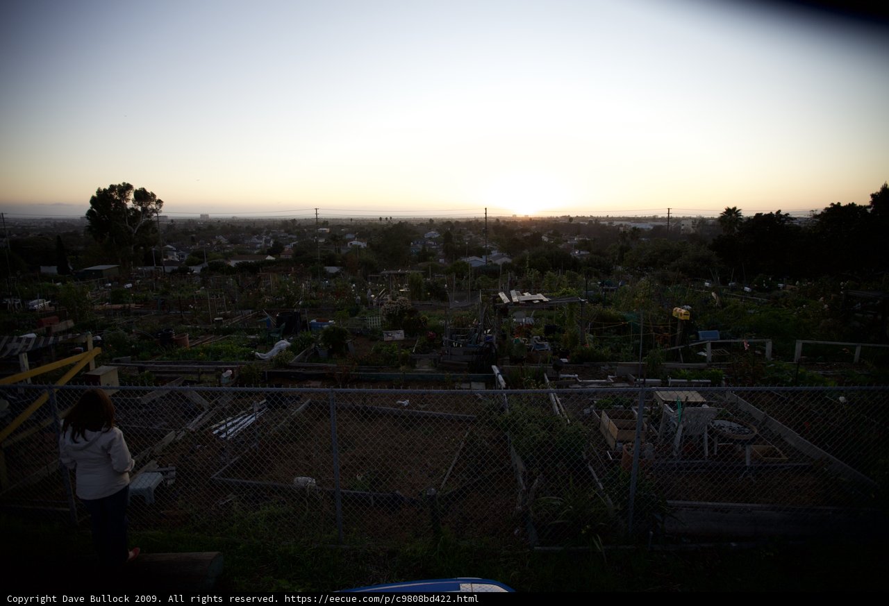 Sunset Reflections in the Community Garden