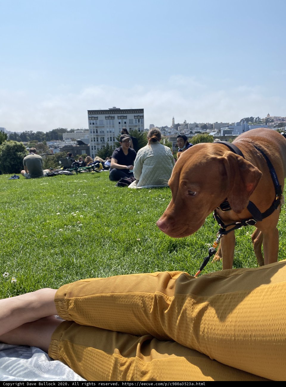 A Furry Companion in Alamo Square