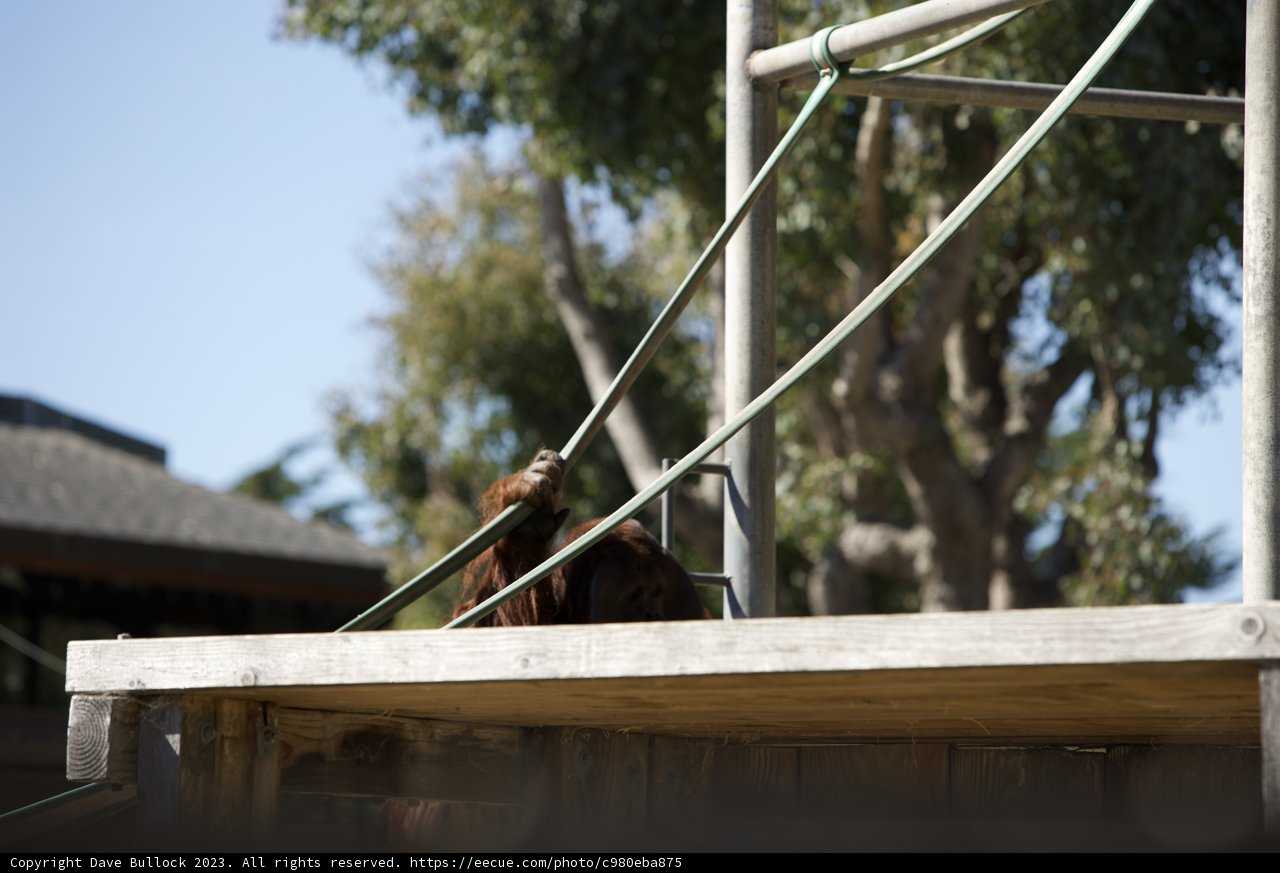 Spectacular Ape Adventures at the San Francisco Zoo