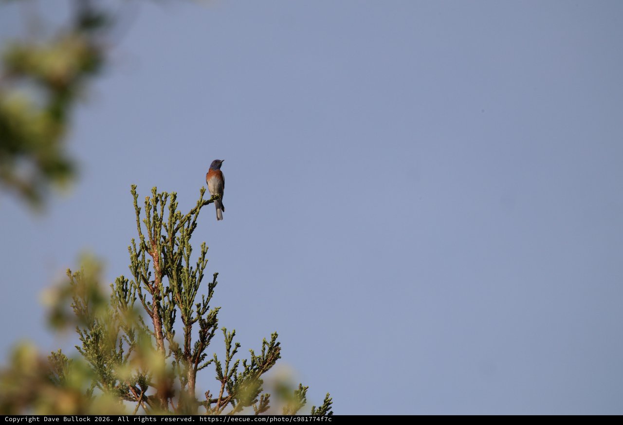 Western Bluebird Perched on Juniper Branch at Dawn