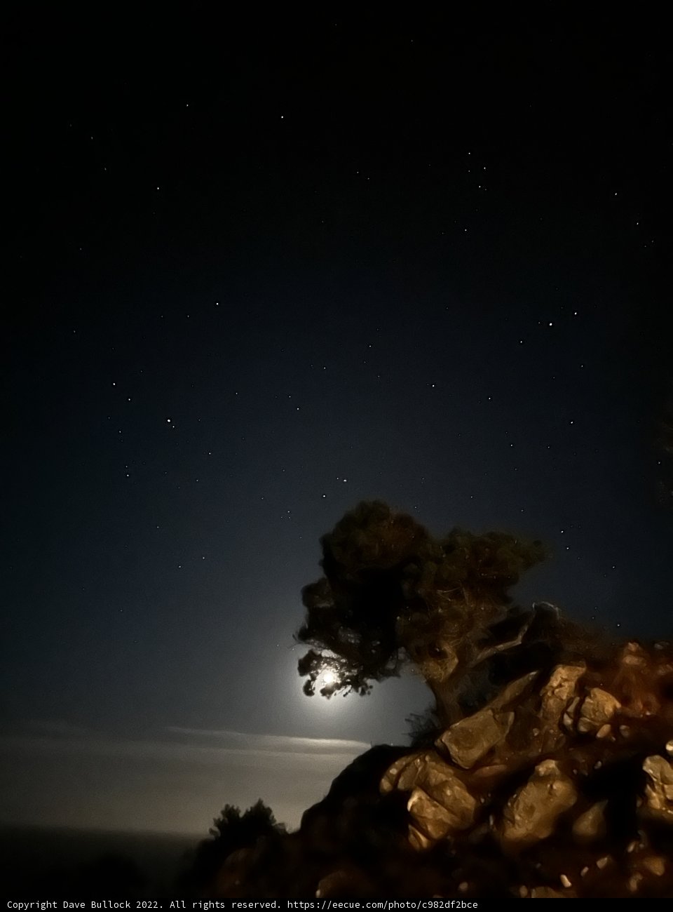 Solitary Night Tree