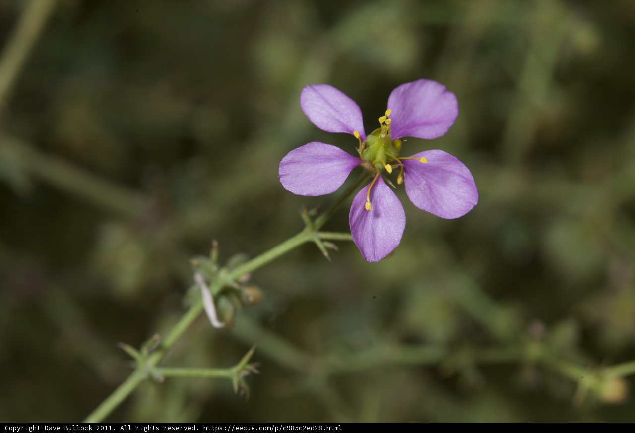 Exquisite Geranium Blossom