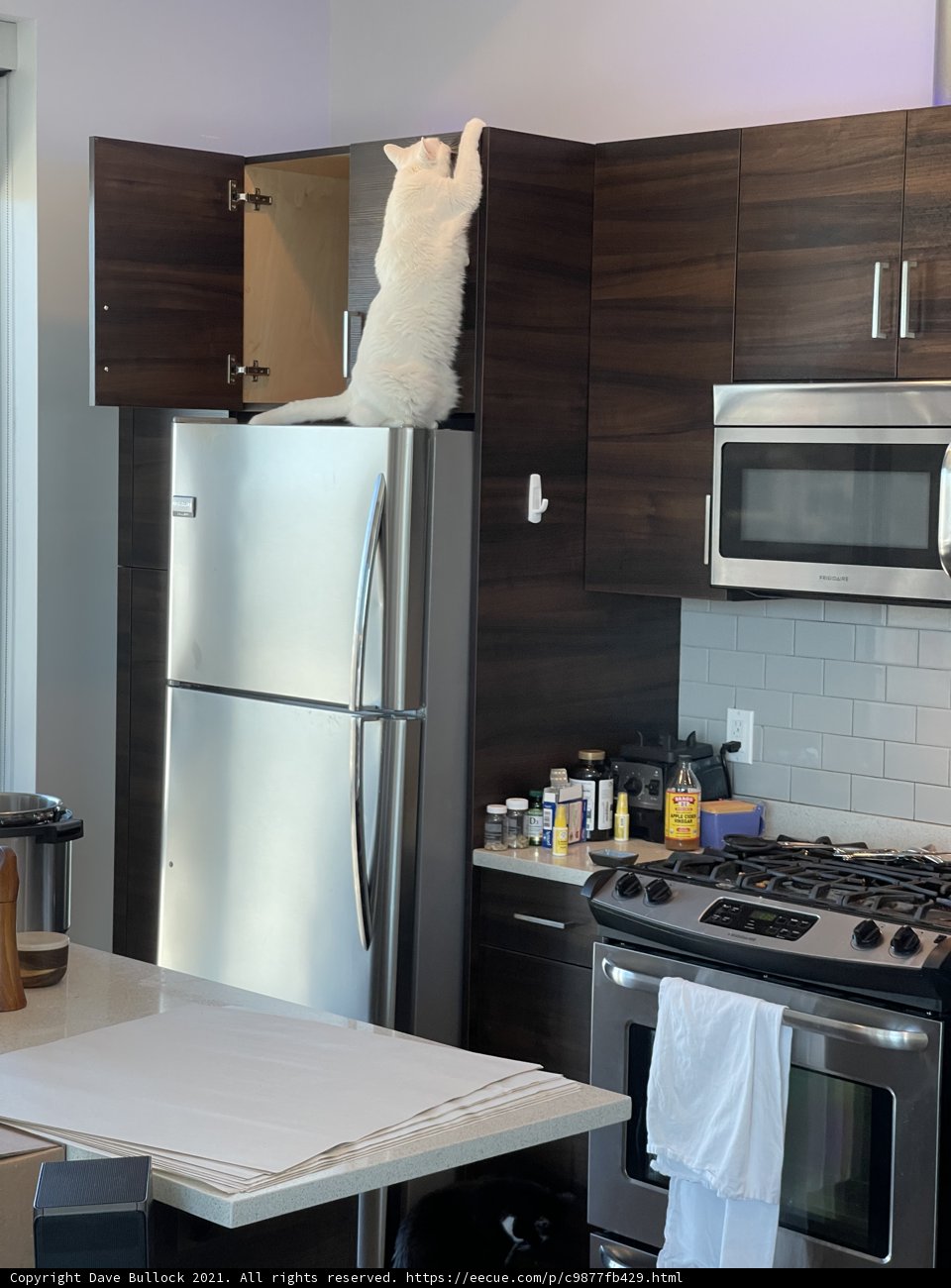 Feline in the Kitchen