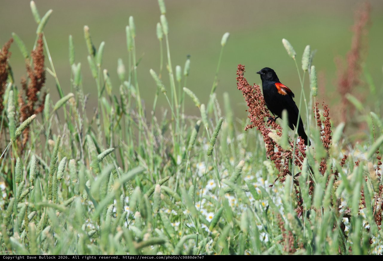 Red-winged Blackbird Perched on Wetland Vegetation