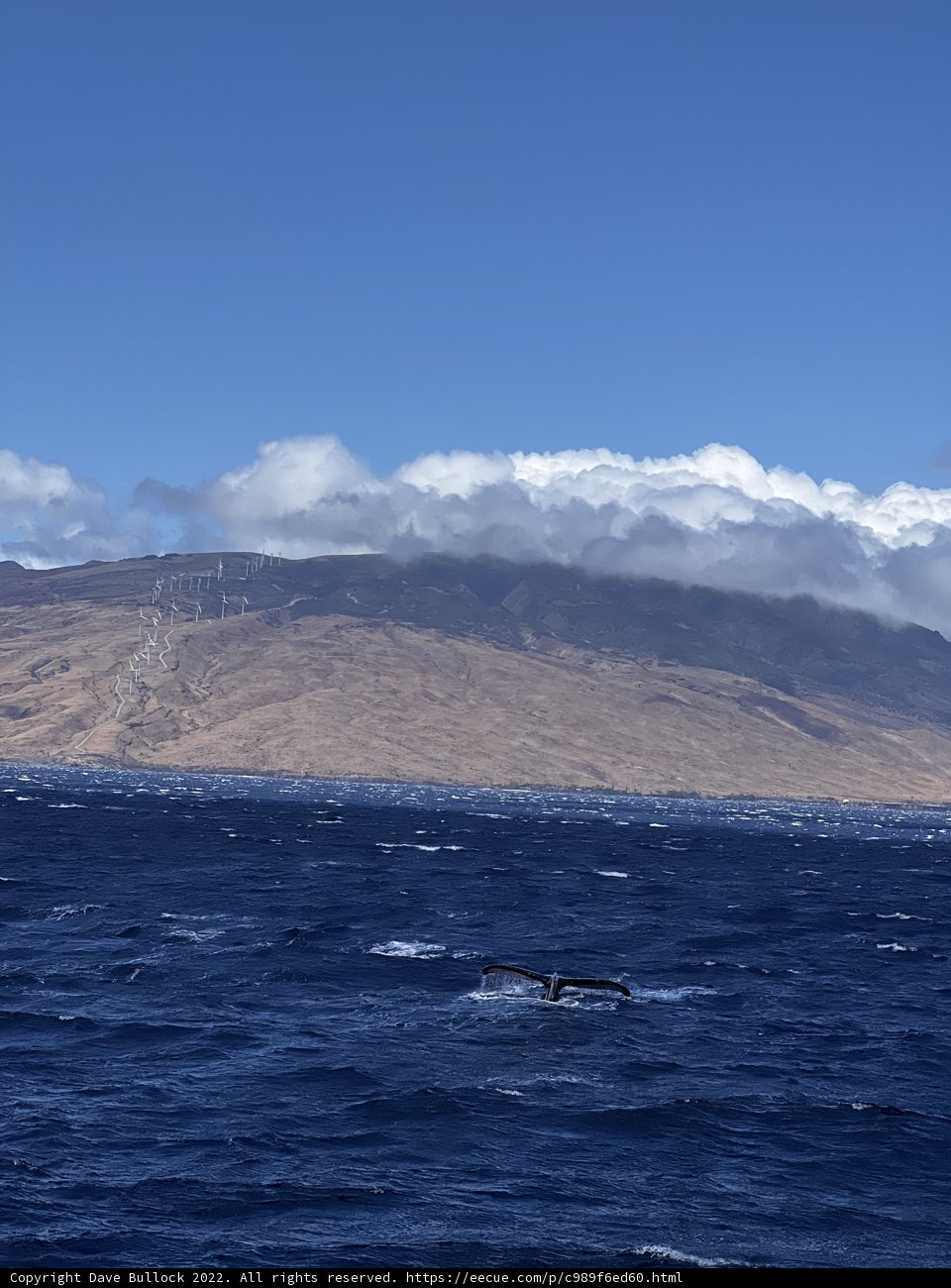 Majestic Humpback Whale in the North Pacific Ocean