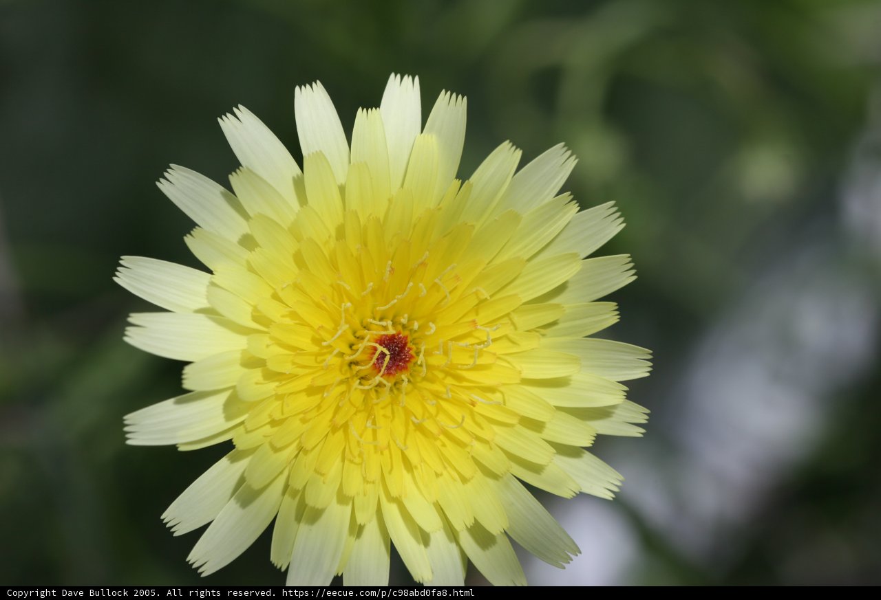 Red-Centered Daisy Blossom
