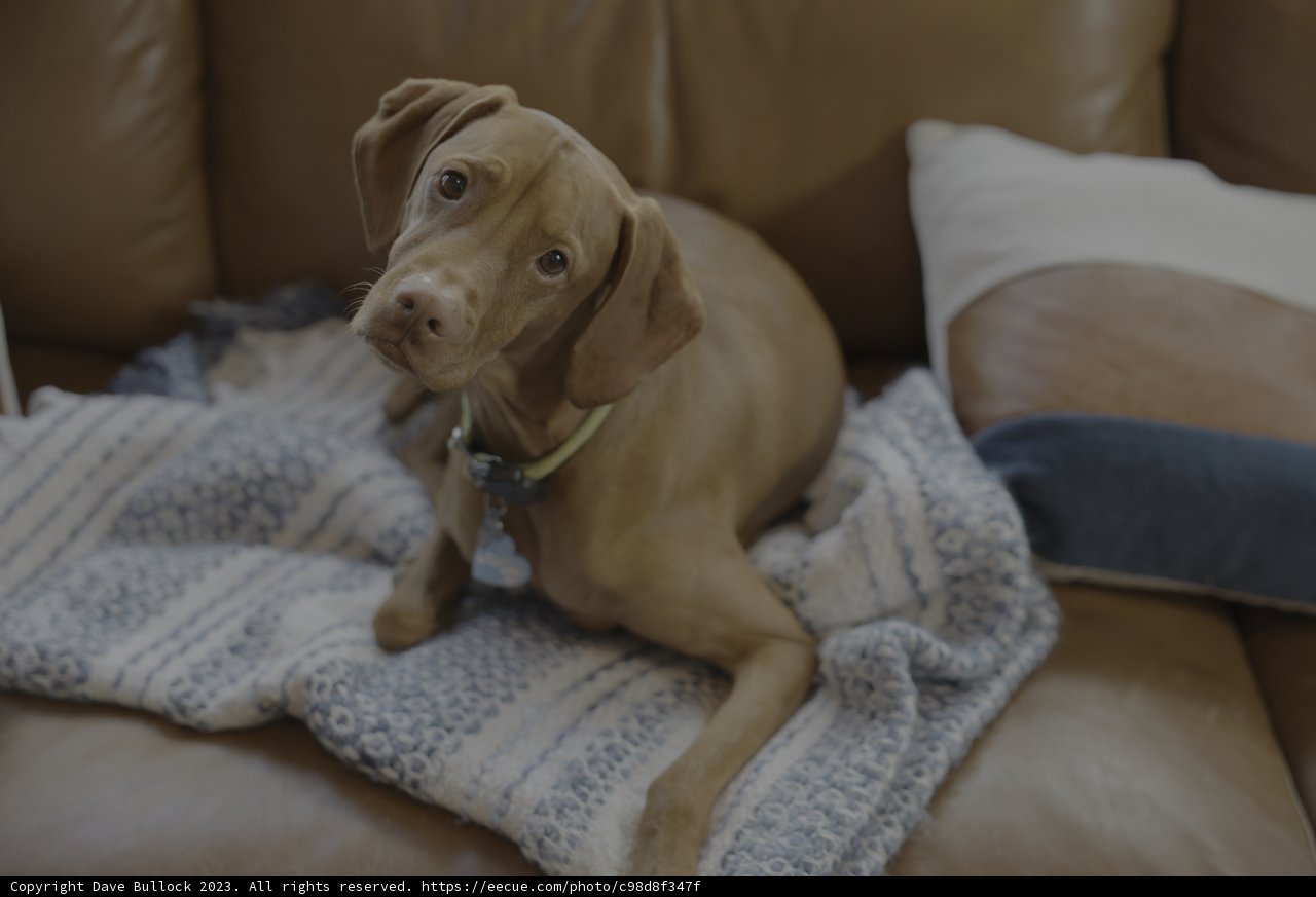 Cozy Companion