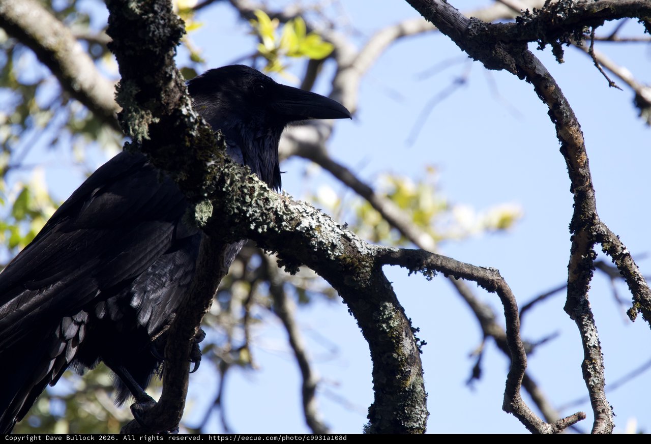 Raven Perched on Lichen-Covered Branch at Dusk